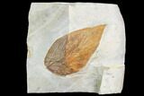 Large, Fossil Hackberry (Celtis) Leaf - Montana #105184-1